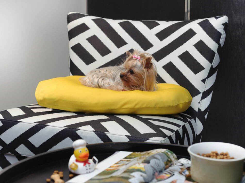 חדרים מותאמים לחיות מחמד